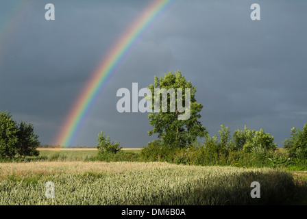 Rainbow su campi di mais, cielo tempestoso, area di Weimar, Daasdorf, Nohra, Turingia, Germania Foto Stock