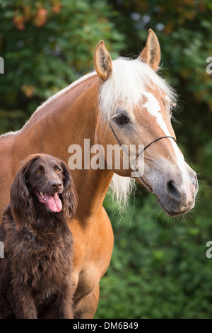 Cavalli di Razza Haflinger vecchio mare tedesco puntatore Longhaired Foto Stock