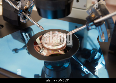 Laboratorio di fertilizzazione di uova nel trattamento di IVF Foto Stock