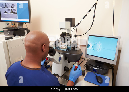 Laboratorio di fertilizzazione di uova nel trattamento di IVF Foto Stock