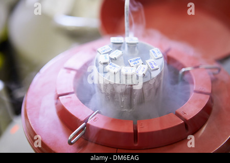 La conservazione allo stato congelato a banca di sperma Foto Stock