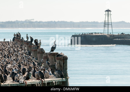 Avvistato shags (stictocarbo punctatus) (Parekareka) su un pontile in Oamaru, North Otago, South Island, in Nuova Zelanda. Foto Stock