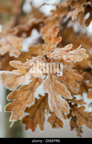 Il pupazzo di neve di foglie di quercia su un albero in Essex, UK. Foto Stock