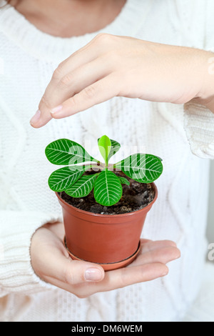 Piccolo fiore in mani femminili, coperto con una mano sopra Foto Stock