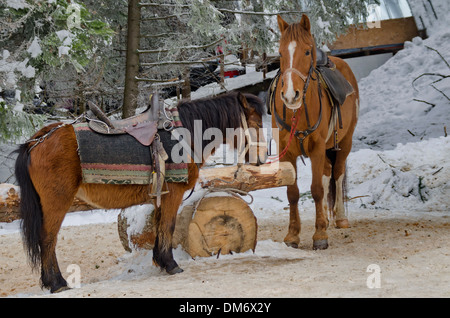 Equitazione club in Borovetz resort. Montagna Rila, Bulgaria. Più cavalli. Foto Stock