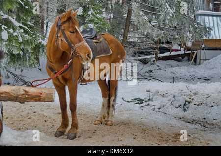 Equitazione club in Borovetz resort. Montagna Rila, Bulgaria. Foto Stock