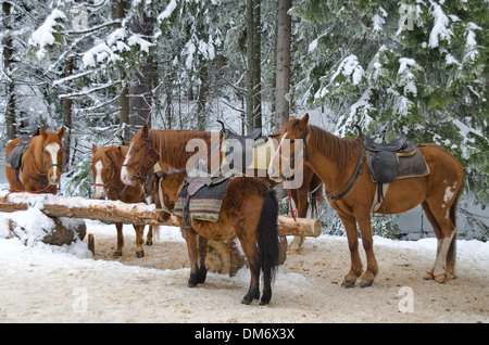 Equitazione club in Borovetz resort. Montagna Rila, Bulgaria. Più cavalli. Foto Stock