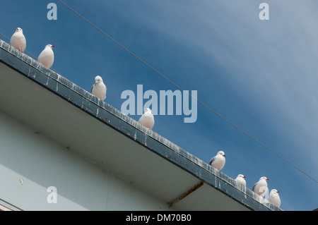 Rosso-fatturati i gabbiani (Larus novaehollandiae scopulinus), Moeraki, Otago, South Island, in Nuova Zelanda. Foto Stock