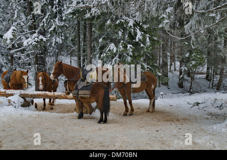 Equitazione club in Borovetz resort. Montagna Rila, Bulgaria Foto Stock