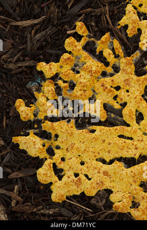 Stampo di fango, New York, myxogastria, sul telone nel contesto urbano, eventualmente (Physarum polycephalum) Foto Stock