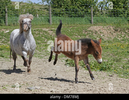 Pony Shetland mare con mini mule puledro Foto Stock