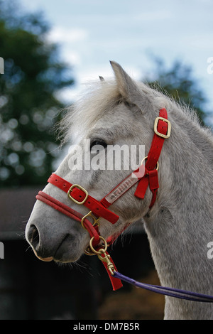 Un colpo di testa di un pony Eriskay stallone Foto Stock