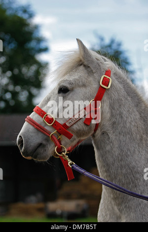 Un colpo di testa di un pony Eriskay stallone Foto Stock