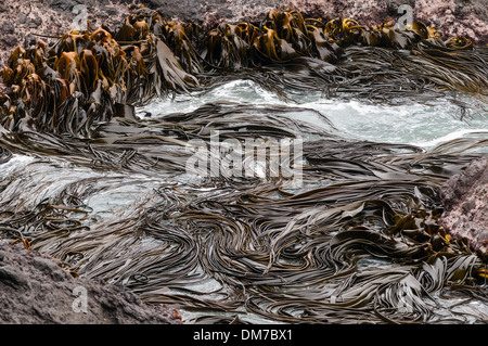 Southern bull kelp, Harington Point, Otago Peninsular, South Island, Nuova Zelanda. Foto Stock