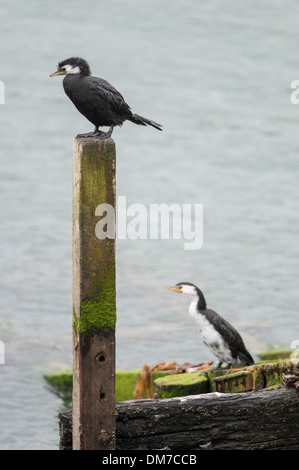 Poco shag (Phalacrocorax melanoleucus brevirostris) da Portobello Road, vicino a Dunedin, Sud Otago, South Island, in Nuova Zelanda. Foto Stock