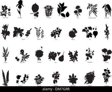 Bacche e fiori sagome Illustrazione Vettoriale