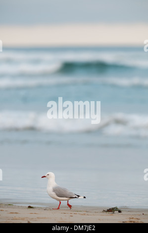 Rosso-fatturati gabbiano (larus novaehollandiae scopulinus), Surat Bay, il Catlins, Sud Otago, South Island, in Nuova Zelanda.South Island, in Nuova Zelanda. Foto Stock