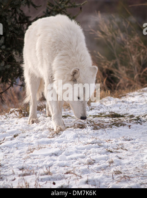 Lone Wolf artico annusando il terreno. Canis lupus arctos Foto Stock