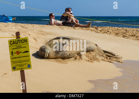 Stati Uniti d'America, Hawaii, Kauai, Poipu Beach, con protetto foca monaca & lucertole da mare Foto Stock