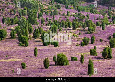 Lüneburg Heath / Lunenburg brughiera che mostra gli alberi di ginepro e heather / ling, Totengrund / Wilseder Berg, Bassa Sassonia, Germania Foto Stock