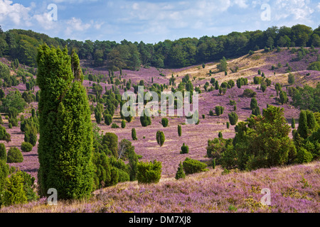 Lüneburg Heath / Lunenburg brughiera che mostra gli alberi di ginepro e heather / ling, Totengrund / Wilseder Berg, Bassa Sassonia, Germania Foto Stock