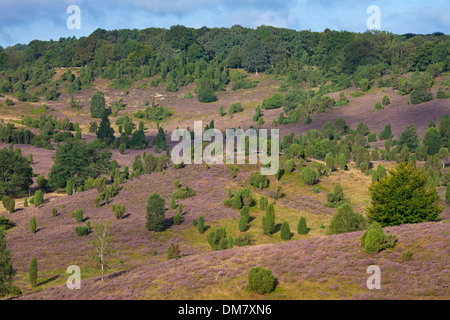 Lüneburg Heath / Lunenburg brughiera che mostra gli alberi di ginepro e heather / ling, Totengrund / Wilseder Berg, Bassa Sassonia, Germania Foto Stock