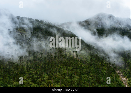 Un torrente di montagna emerge dalle alte pendici delle montagne boscose vicino a Tawang, western Arunachal Pradesh, India. Foto Stock