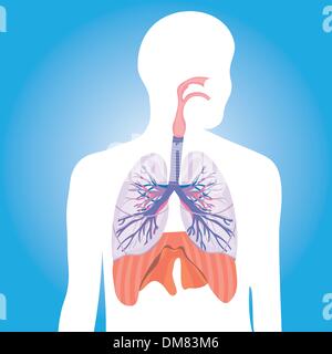 Il sistema respiratorio polmoni vettore corpo umano illustrazione Illustrazione Vettoriale