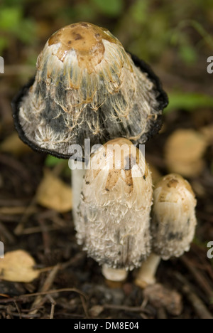 Fungo Coprinus spuntano dal suolo della foresta Foto Stock
