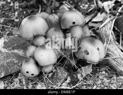 Foto in bianco e nero di un gruppo di funghi sul suolo della foresta Foto Stock