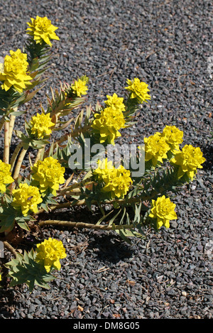 Argento, Euforbia pianta Gopher, Euforbia Gopher, montante Euforbia di mirto, o stretta-lasciato Euforbia Glaucous, Euphorbia rigida Foto Stock