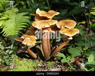 Il miele fungo Armillaria mellea, Physalacriaceae Foto Stock