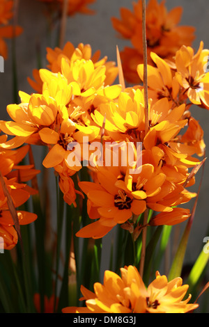Mais africano Lily, Ixia maculata, Iridaceae, Provincia del Capo, in Sud Africa Foto Stock