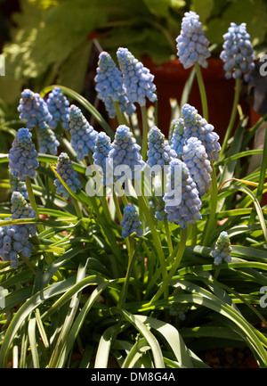 Giacinto di uva, Muscari armeniacum 'Valerie Finis', Hyacinthaceae Foto Stock