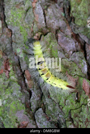 Caterpillar delle Pale Tussock Moth o rosso-coda di Tarma Calliteara pudibunda (Dasychira pudibunda), Lymantriidae. Foto Stock