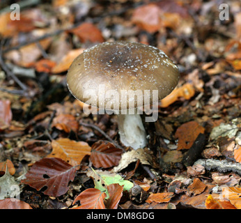 Panthercap, Amanita pantherina, Amanitaceae. Un bosco velenosi fungo. Foto Stock