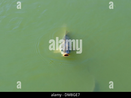 Carpa di grasso con la bocca aperta che galleggia sulla superficie del laghetto oscuro Foto Stock