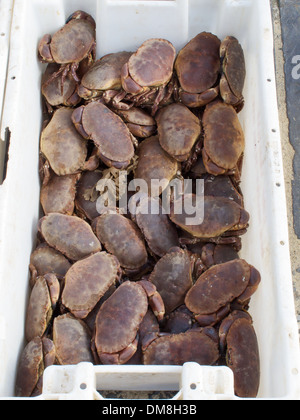 Appena sbarcati commestibili o brown granchi (Cancer pagurus) a Cromer, North Norfolk, Inghilterra Foto Stock