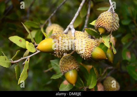 Acorn su albero di quercia, Foto Stock