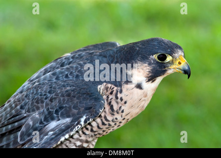 Lanner Falcon (Falco biarmicus) Foto Stock