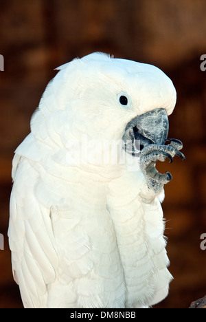 Goffin's Cockatoo , Cacatua goffiniana, Tanimbar cockatoo Foto Stock