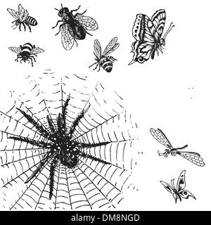 Insetti antichi incisioni set (vector) Illustrazione Vettoriale