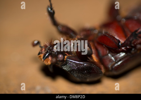 Close-up di un maschio di scarabeo di cocco sulla sua schiena Foto Stock