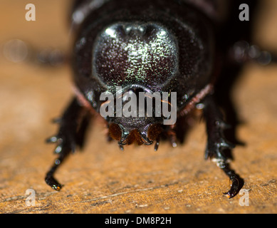 Close-up di un maschio di scarabeo di cocco Foto Stock