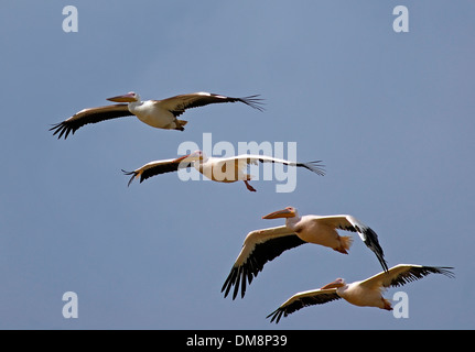 Great White Pelican, (Pelecanus onocrotalus) battenti in una riga Foto Stock