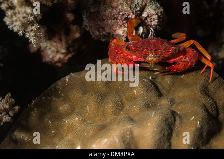 Granchio di mare su un pezzo di coralli duri di notte Foto Stock