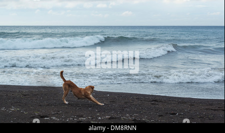 Cane randagio su una spiaggia a Camiguin, Filippine Foto Stock