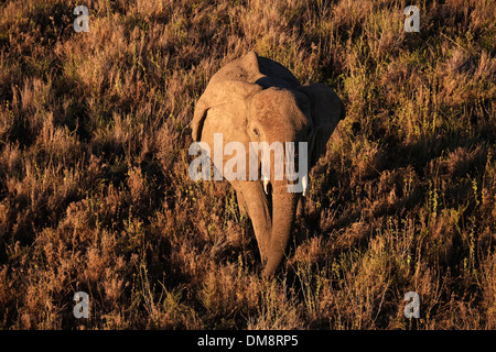 Elephant è visto dal pallone aerostatico sul Parco Nazionale del Serengeti Tanzania settentrionale Africa orientale Foto Stock