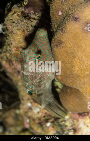Falso-eye pufferfish un corallo Foto Stock