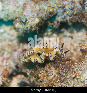 Flatworm scivolando su coralli nella Camiguin, Filippine Foto Stock